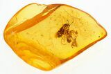 Fossil Plant Bug (Miridae) In Baltic Amber #272202-1